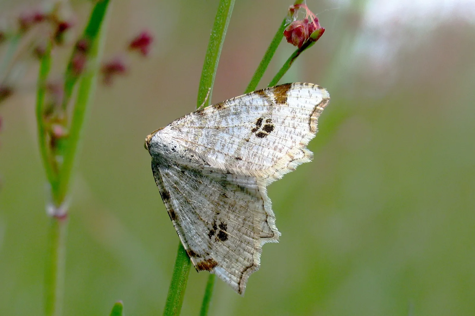 Birkeskovmåler (Macaria notata) - På diget i maj - Flyver om natten fra maj-august ved Birketræer