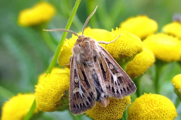 Mosebunkeugle (Cerapteryx graminis) – Diget i august på Rejnfan - Flyver dag og nat i juni-august