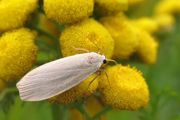 Askegrå lavspinder (Eilema griseola) - Diget august på Rejnfan - Flyver om dagen fra juli-august