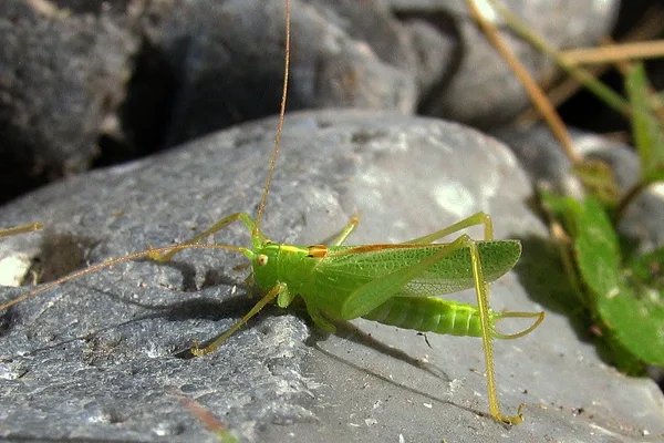 Gemeine Eichenschrecke (Meconema thalassinum) – Männchen, gesehen am Ferienhaus im August