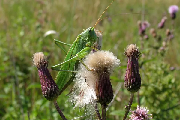 Grünes Heupferd (Tettigonia viridissima) – Weibchen (am Legebohrer zu erkennen), gesehen auf einer Lichtung in der Plantage im Juli auf Gewöhnlicher Kratzdistel