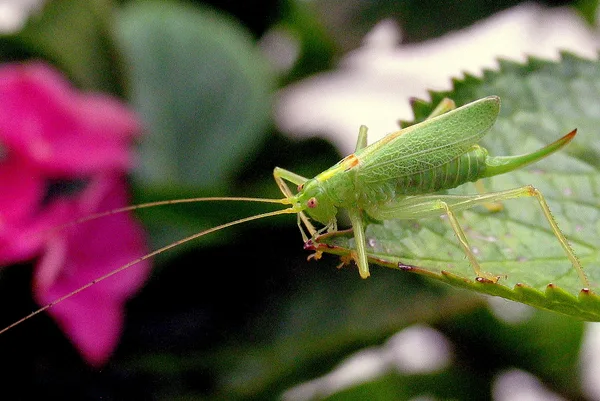 Gemeine Eichenschrecke (Meconema thalassinum) – Weibchen (am Legebohrer zu erkennen), gesehen am Ferienhaus im Juli