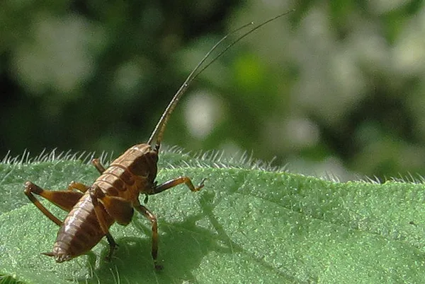 Gewöhnliche Strauchschrecke (Pholidoptera griseoaptera) – Nymphe, gesehen in der Plantage im Juni