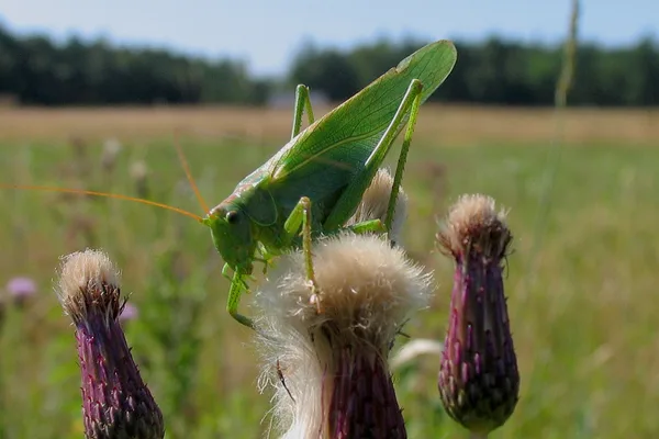 Grünes Heupferd (Tettigonia viridissima) – Weibchen (am Legebohrer zu erkennen), gesehen auf einer Lichtung in der Plantage im Juli auf Gewöhnlicher Kratzdistel