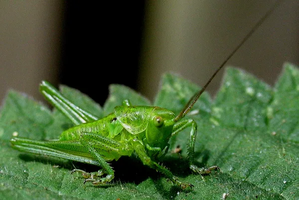 Grünes Heupferd (Tettigonia viridissima) – Nymphe, gesehen am Waldrand bei der Plantage im Juni auf Brennnessel