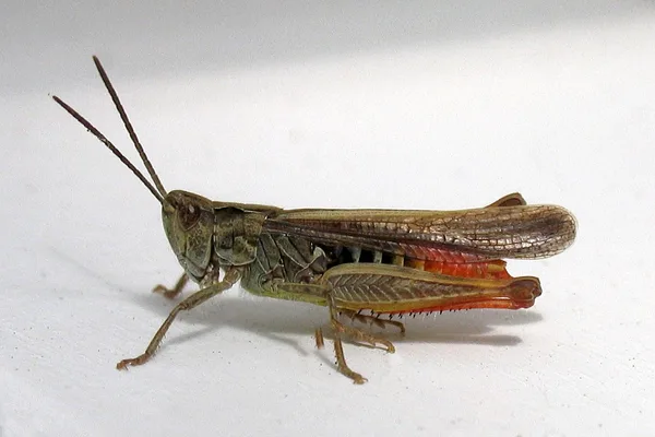 Brauner Grashüpfer (Chorthippus brunneus) – Gesehen am Ferienhaus im Juli