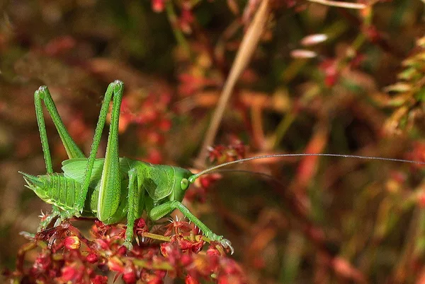 Grünes Heupferd (Tettigonia viridissima) – Nymphe, gesehen am Deich im Juni auf Kleinem Sauerampfer