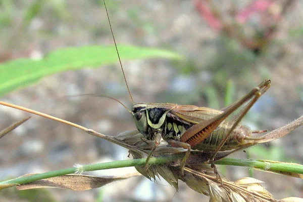 Roesels Beißschrecke (Metrioptera roeseli) – Männchen, gesehen in der Plantage im August