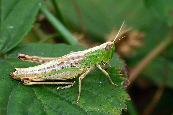 Gemeiner Grashüpfer (Chorthippus parallelus) – Gesehen in der Plantage im August