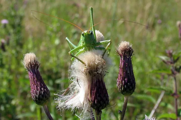 Grünes Heupferd (Tettigonia viridissima) – Weibchen (am Legebohrer zu erkennen), gesehen auf einer Lichtung in der Plantage im Juli auf Gewöhnlicher Kratzdistel