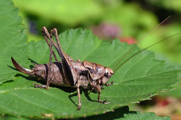 Gewöhnliche Strauchschrecke (Pholidoptera griseoaptera) – Weibchen (am Legebohrer zu erkennen), gesehen in der Plantage im August auf Brombeere