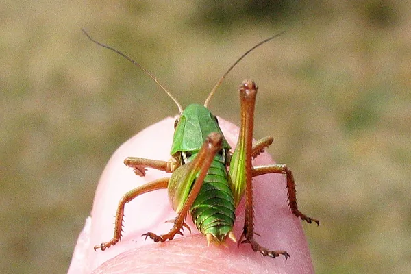 Warzenbeißer (Decticus verrucivorus) – Nymphe, gesehen am Deich im Mai