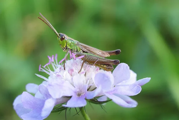 Gemeiner Grashüpfer (Chorthippus parallelus) – Gesehen am Deich im September auf Acker-Witwenblume