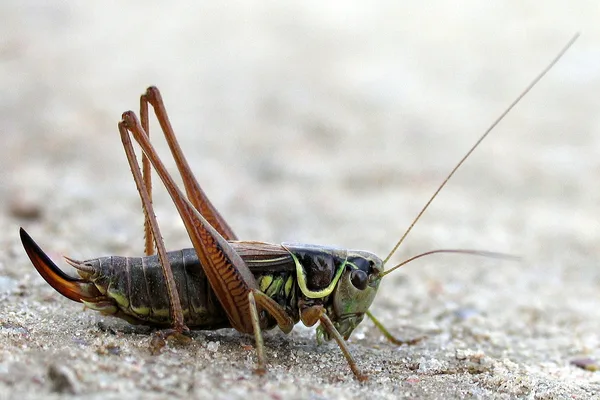 Roesels Beißschrecke (Metrioptera roeseli) – Weibchen (am Legebohrer zu erkennen), gesehen am Deich im September