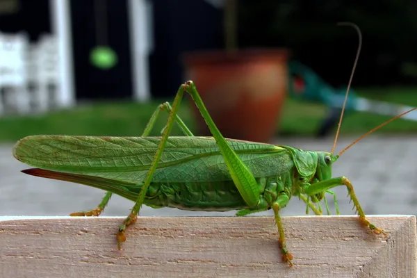 Grünes Heupferd (Tettigonia viridissima) – Weibchen (am Legebohrer zu erkennen), gesehen am Ferienhaus im September