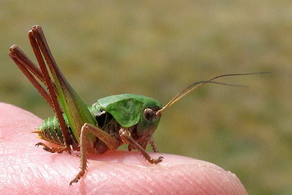 Warzenbeißer (Decticus verrucivorus) – Nymphe, gesehen am Deich im Mai