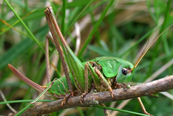 Warzenbeißer (Decticus verrucivorus) – Weibchen (am Legebohrer zu erkennen), gesehen am Deich im August