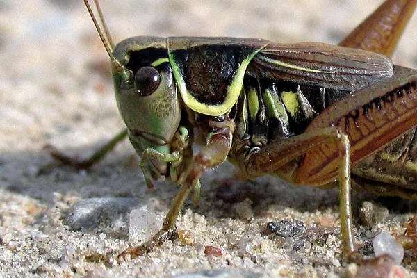 Roesels Beißschrecke (Metrioptera roeseli) – Weibchen, gesehen am Deich im September