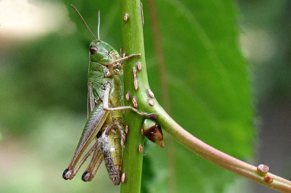 Gemeiner Grashüpfer (Chorthippus parallelus) – Gesehen am Deich im Juli