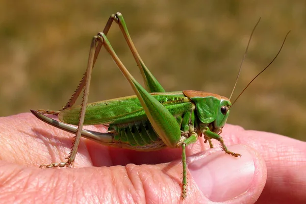 Warzenbeißer (Decticus verrucivorus) – Weibchen (am Legebohrer zu erkennen), gesehen am Deich im Juni