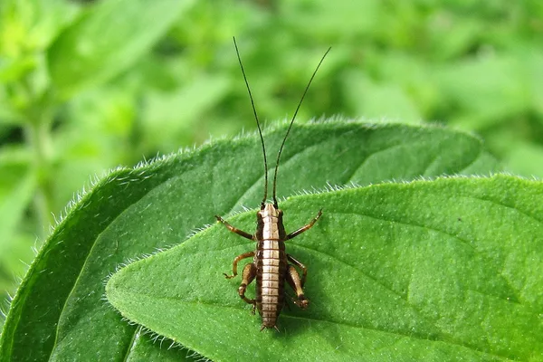 iseoaptera) – Nymphe, gesehen in der Plantage im Juni – Gewöhnliche Strauchschrecke – (Pholidoptera griseoaptera) – Nymphe, gesehen in der Plantage im Juni
