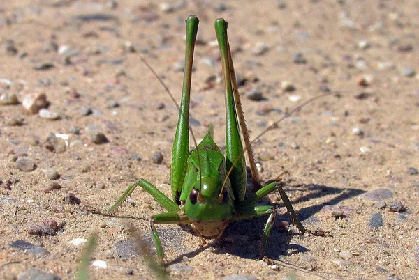 Warzenbeißer (Decticus verrucivorus) – Männchen, gesehen am Deich im August