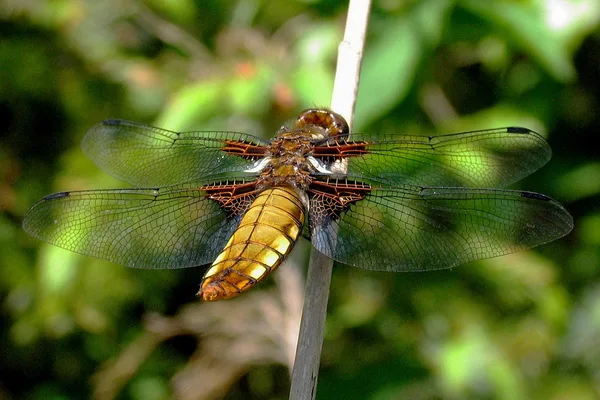 Plattbauch (Libellula depressa) – Körperlänge 40–48 mm – Weibchen, gesehen in der Plantage im Mai