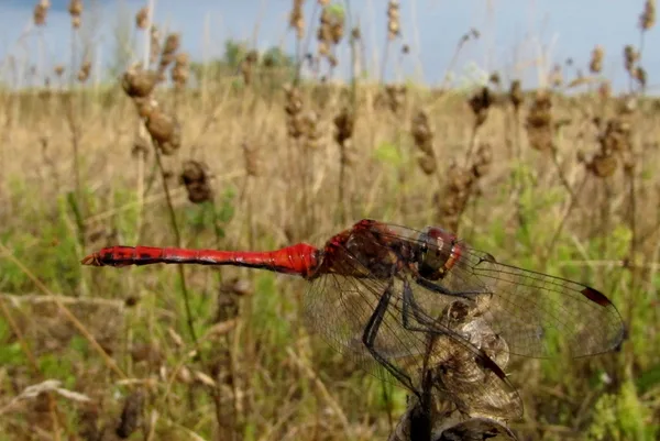 Blutrote Heidelibelle (Sympetrum sanguineum) – Körperlänge 33–39 mm – Männchen, gesehen am Deich im August