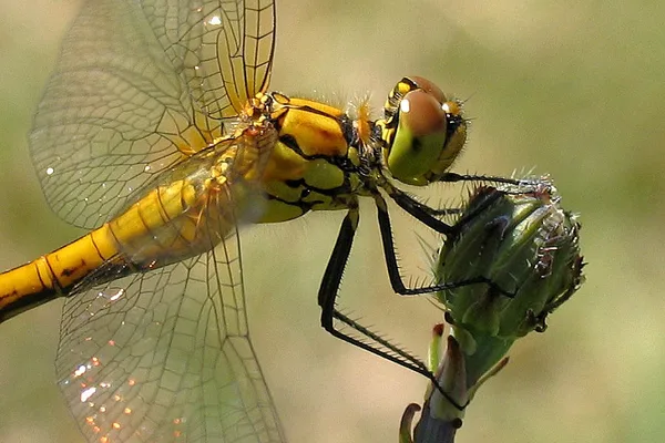 Blutrote Heidelibelle (Sympetrum sanguineum) – Körperlänge 33–39 mm – Weibchen, gesehen am Deich im Juli