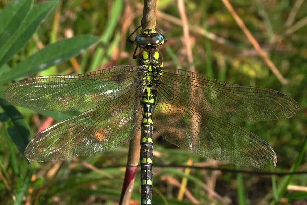 Blaugrüne Mosaikjungfer (Aeshna cyanea) – Körperlänge 71–74 mm – Gesehen am Deich im Oktober