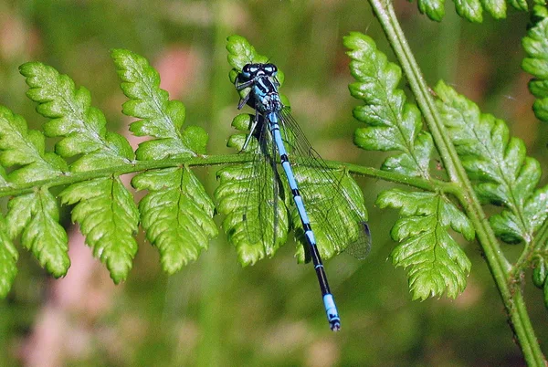 Becher-Azurjungfer (Enallagma cyathigerum) – Körperlänge 30–33 mm – Männchen, gesehen in der Plantage im Mai