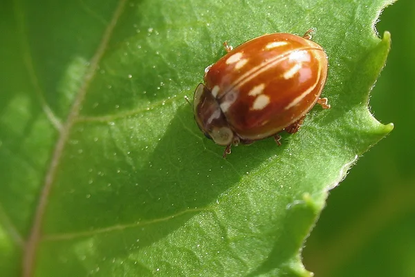 Marienkäfer (Myzia oblongoguttata) – Gesehen am Ferienhaus im Mai