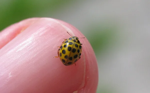 Zweiundzwanzigpunkt-Marienkäfer (Psyllobora vigintiduopunctata) – Gesehen am Ferienhaus im Juli