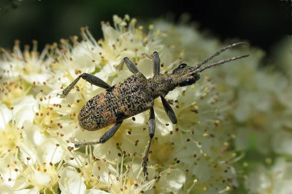 Schwarzfleckiger Zangenbock (Rhagium mordax) – Gesehen am Deich im Mai auf Trauben-Holunder
