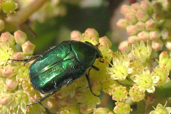 Goldglänzender Rosenkäfer (Cetonia aurata) – Gesehen am Deich im September auf Echtem Johanniskraut
