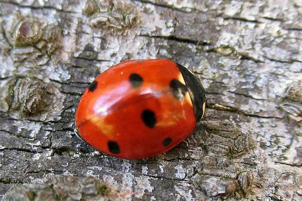 Siebenpunkt-Marienkäfer (Coccinella septempunctata) – Gesehen in der Plantage im April