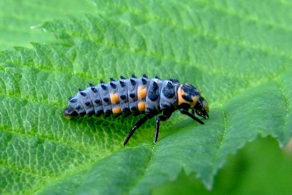 Siebenpunkt-Marienkäfer (Coccinella septempunctata) – Larve, gesehen in der Plantage im Juli