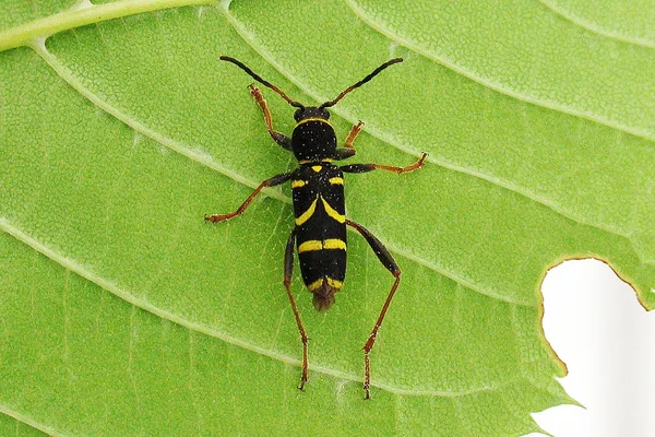 Gemeiner Widderbock (Clytus arietis) – Gesehen am Ferienhaus im Juni