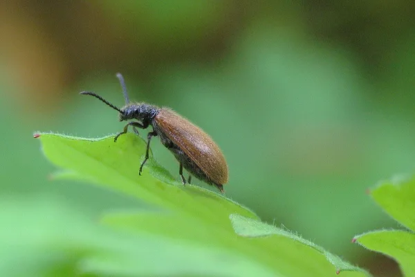 Gemeiner Wollkäfer (Lagria hirta) – Gesehen in der Plantage im Juli