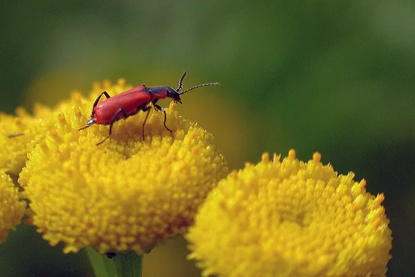 Zipfelkäfer (Malachius aeneus) – Gesehen am Deich im August auf Rainfarn