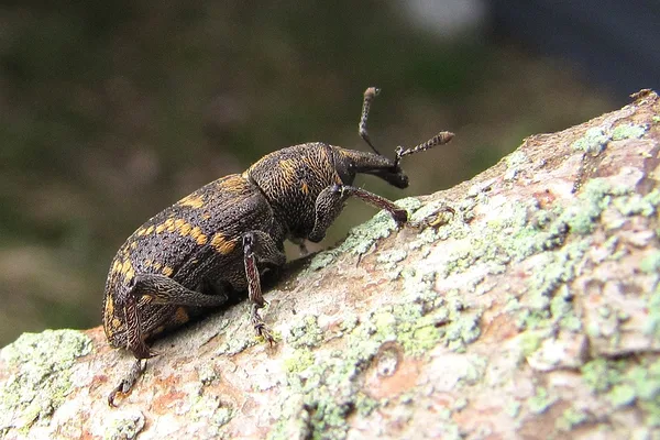 Großer Brauner Rüsselkäfer (Hylobius abietis) – Gesehen am Ferienhaus im Mai
