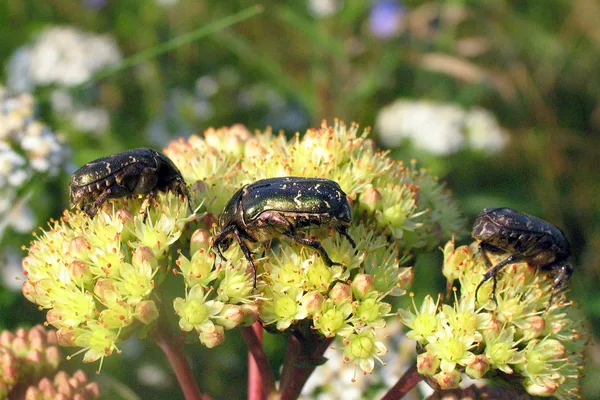 Rosenkäfer (Protaetia cuprea) – Gesehen am Deich im August auf Echtem Johanniskraut