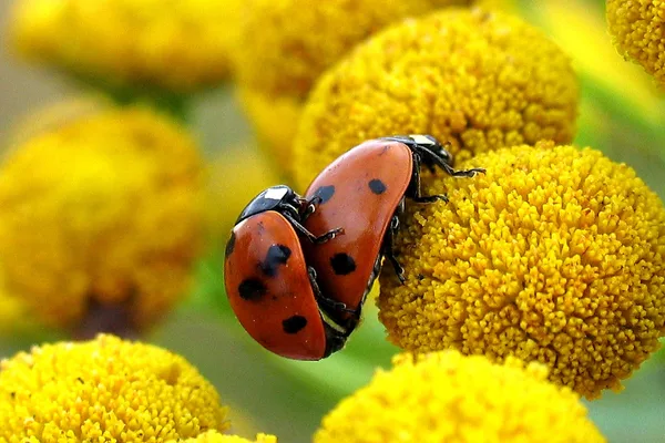 Siebenpunkt-Marienkäfer (Coccinella septempunctata) – Paar, gesehen am Deich im August auf Rainfarn
