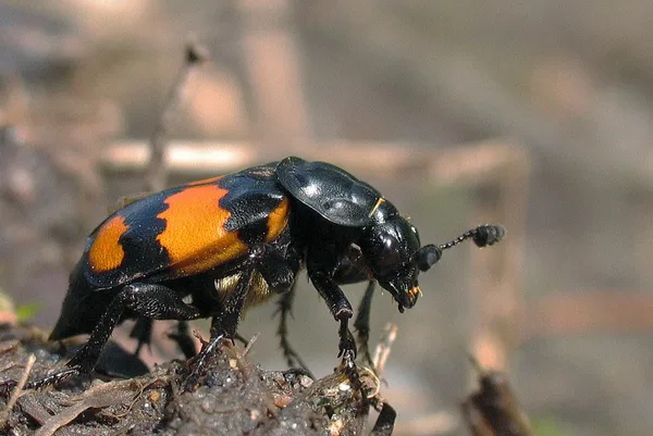 Schwarzhörniger Totengräber (Nicrophorus vespilloides) – Gesehen in der Plantage im Mai
