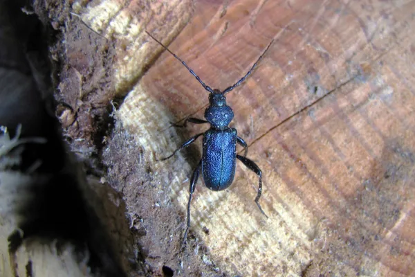 Blauvioletter Scheibenbock (Callidium violaceum) – Gesehen in einem Holzstapel am Ferienhaus im Juni