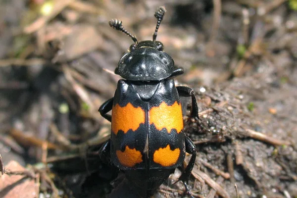 Schwarzhörniger Totengräber (Nicrophorus vespilloides) – Gesehen in der Plantage im Mai