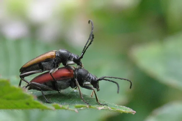 Rothalsbock (Stictoleptura rubra) – Paar, gesehen in der Plantage im Juni