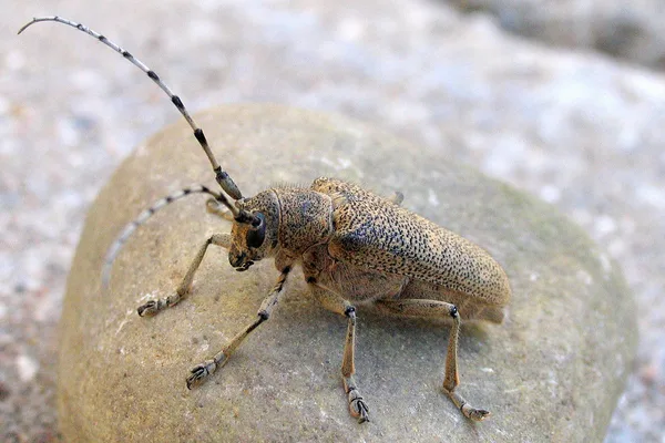 Großer Pappelbock (Saperda carcharias) – Gesehen am Ferienhaus im September