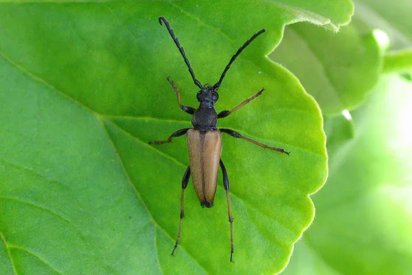 Rothalsbock (Stictoleptura rubra) – Männchen, gesehen in der Plantage im August