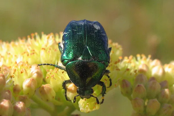 Goldglänzender Rosenkäfer (Cetonia aurata) – Gesehen am Deich im September auf Echtem Johanniskraut